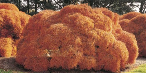 John Pfahl: Threadleaf Japanese Maples, Hershey Gardens, Pennsylvania